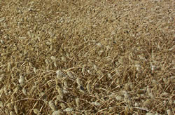 field of Canary Seed