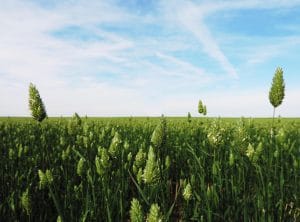 Canary Seed green field crop - photo by Serra McSymytz