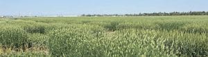 Canary seed research test plots at Crop Development Centre
