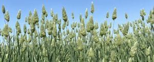 Green Canary seed plants